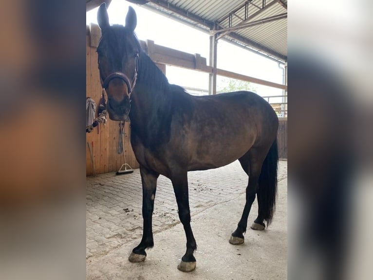 Spaans sportpaard Merrie 9 Jaar 160 cm Donkerbruin in Willstätt