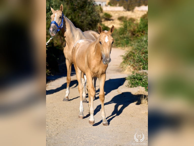 Spaans sportpaard Merrie Veulen (05/2026) Appaloosa in Navalperal De Pinares