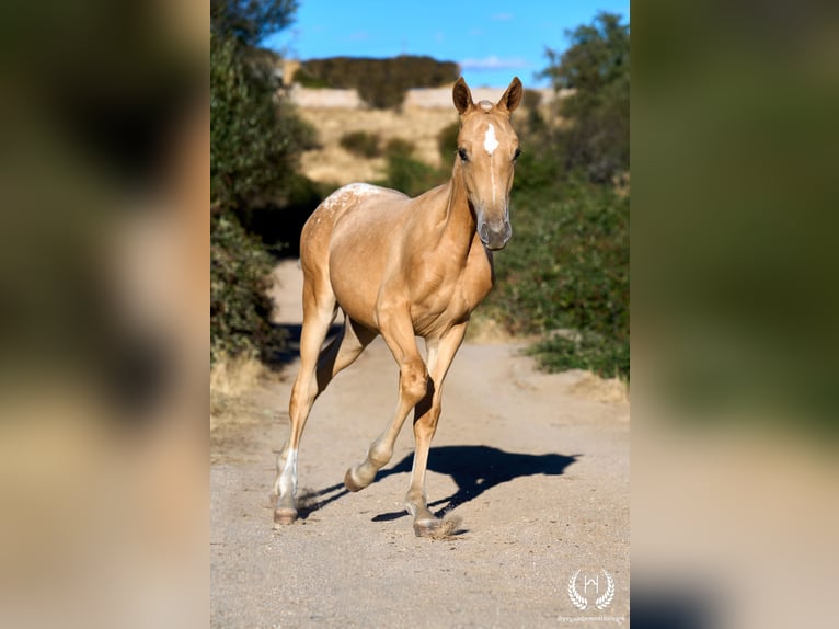 Spaans sportpaard Merrie Veulen (05/2026) Appaloosa in Navalperal De Pinares