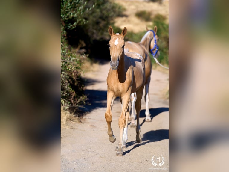 Spaans sportpaard Merrie Veulen (05/2026) Appaloosa in Navalperal De Pinares
