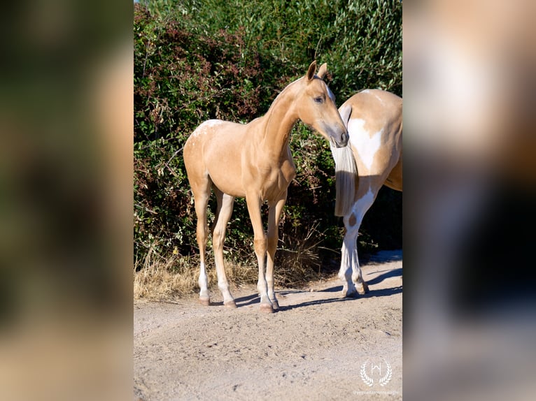 Spaans sportpaard Merrie Veulen (05/2026) Appaloosa in Navalperal De Pinares