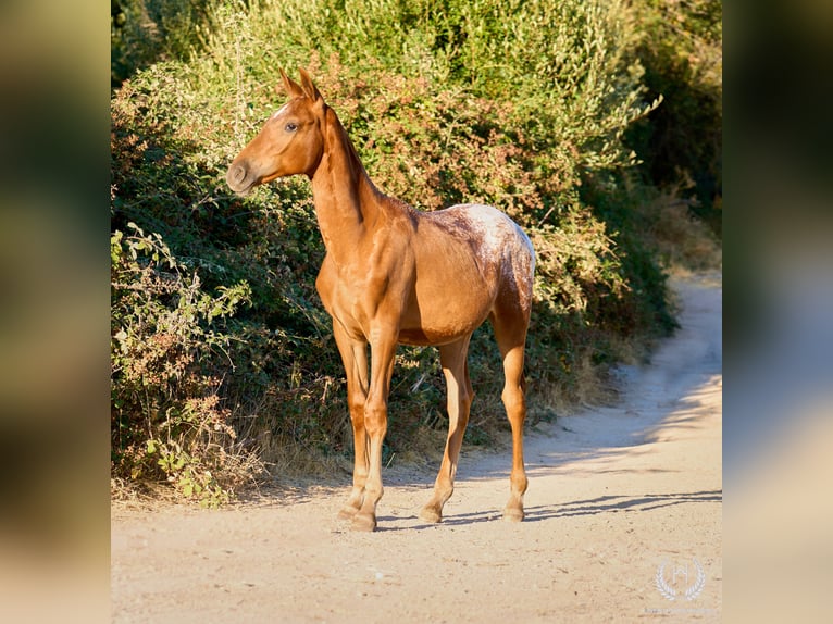 Spaans sportpaard Merrie Veulen (03/2026) Appaloosa in Navalperal De Pinares