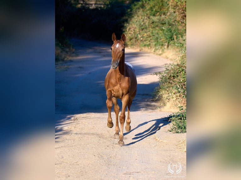 Spaans sportpaard Merrie Veulen (03/2026) Appaloosa in Navalperal De Pinares