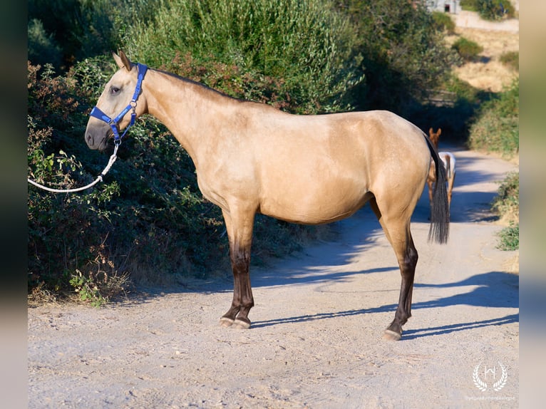 Spaans sportpaard Merrie Veulen (03/2026) Appaloosa in Navalperal De Pinares