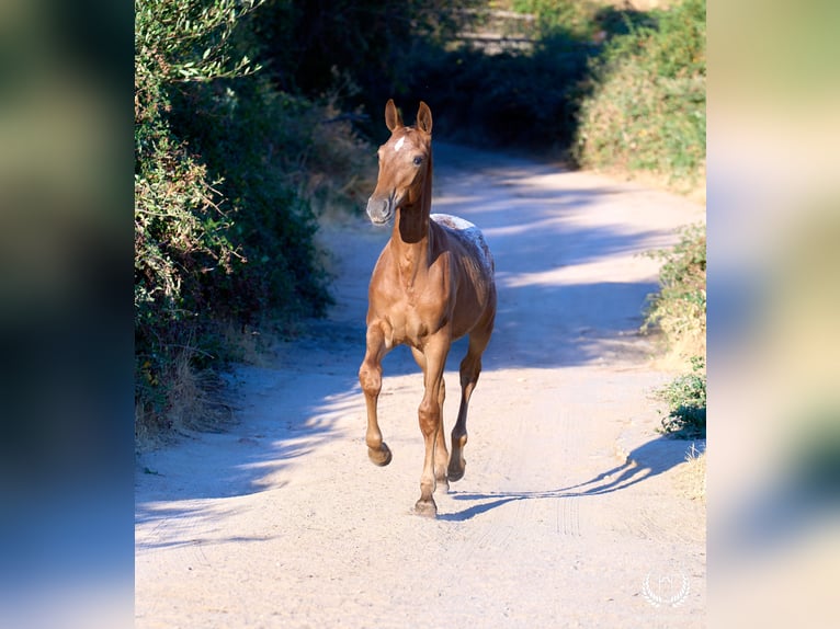 Spaans sportpaard Merrie Veulen (03/2026) Appaloosa in Navalperal De Pinares