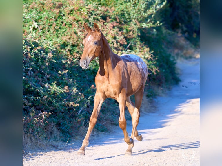 Spaans sportpaard Merrie Veulen (03/2026) Appaloosa in Navalperal De Pinares