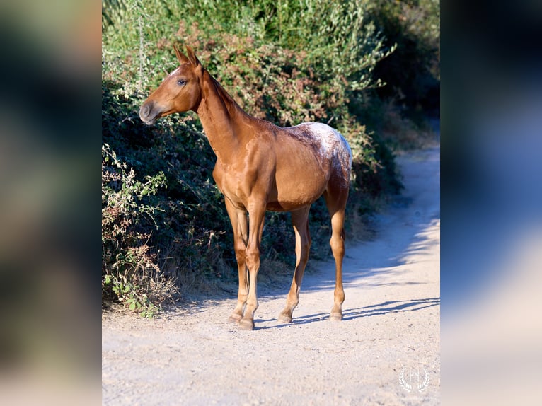 Spaans sportpaard Merrie Veulen (03/2026) Appaloosa in Navalperal De Pinares