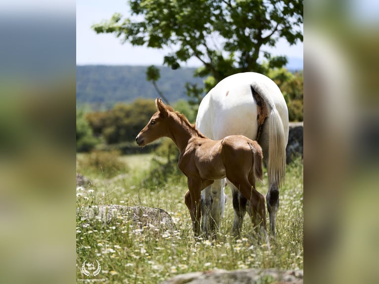 Spaans sportpaard Merrie veulen (05/2024) Appaloosa in Navalperal De Pinares