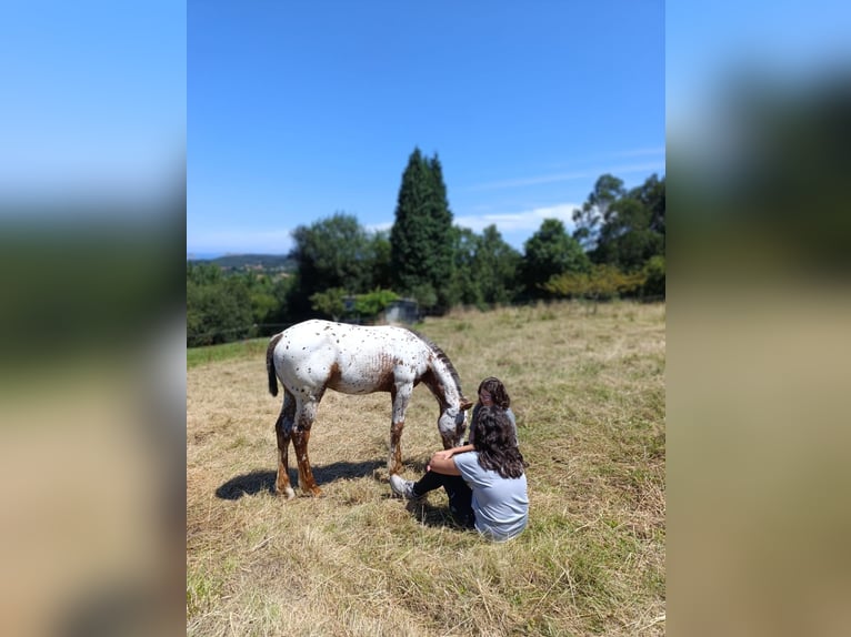 Spaans sportpaard Merrie Veulen (04/2025) Appaloosa in Cudillero