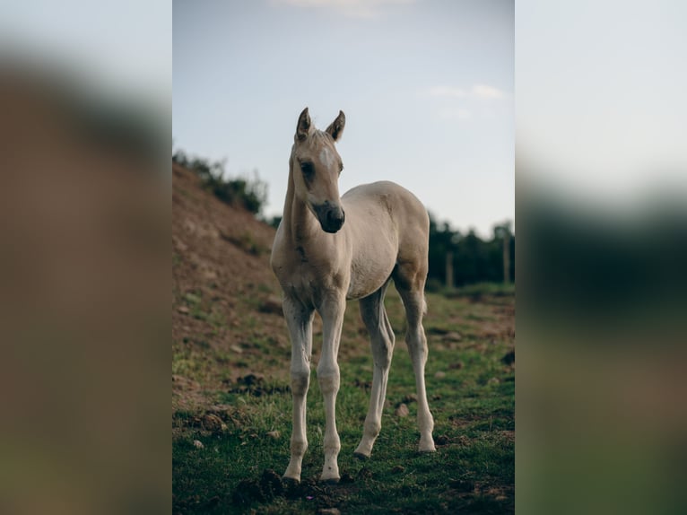 Spaans sportpaard Merrie veulen (04/2024) Palomino in Espunyola