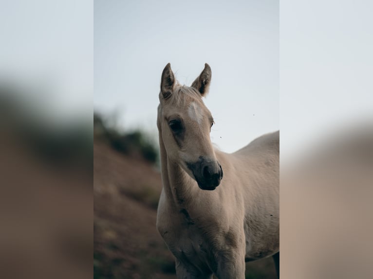 Spaans sportpaard Merrie veulen (04/2024) Palomino in Espunyola