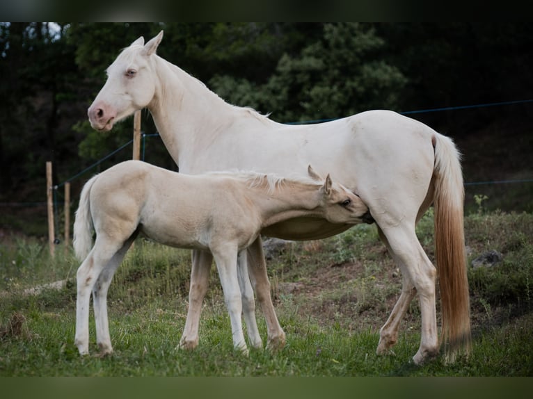 Spaans sportpaard Merrie veulen (04/2024) Palomino in Espunyola