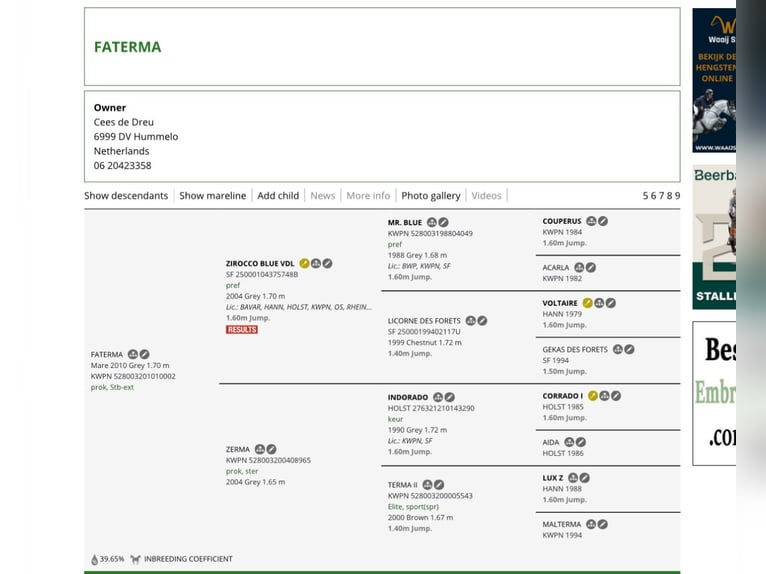 Spaans sportpaard Merrie veulen (03/2024) Schimmel in Fuendetodos