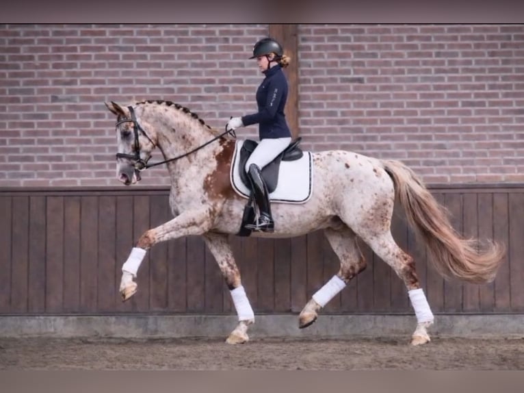 Spaans sportpaard Merrie Veulen (04/2026) Vos in Monroy