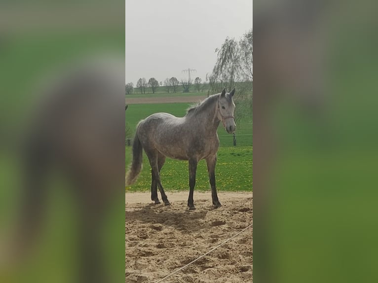 Spaans sportpaard Mix Ruin 10 Jaar 160 cm Schimmel in Penig