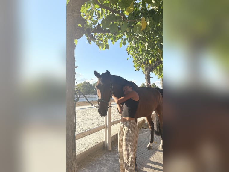 Spaans sportpaard Ruin 10 Jaar 170 cm Donkerbruin in Barcelona