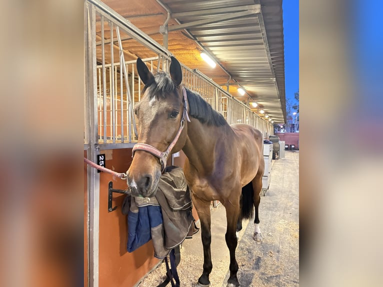 Spaans sportpaard Ruin 10 Jaar 170 cm Donkerbruin in Barcelona