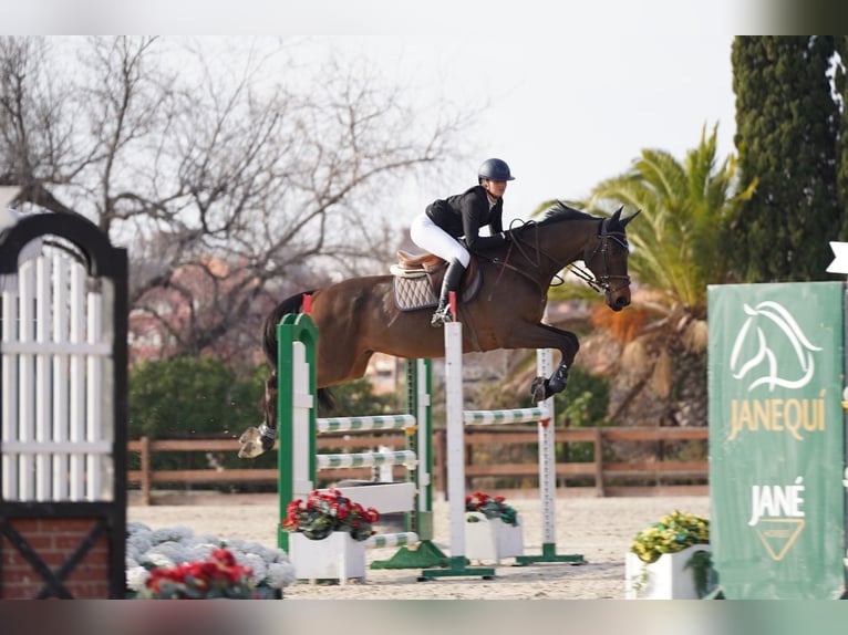 Spaans sportpaard Ruin 10 Jaar 170 cm Donkerbruin in Barcelona