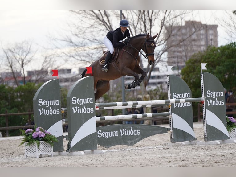Spaans sportpaard Ruin 10 Jaar 170 cm Donkerbruin in Barcelona
