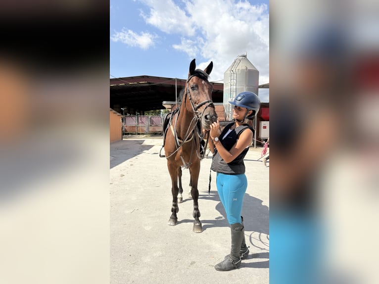 Spaans sportpaard Ruin 10 Jaar 170 cm Donkerbruin in Barcelona