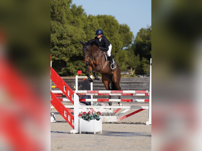 Spaans sportpaard Ruin 10 Jaar 170 cm Donkerbruin in Barcelona