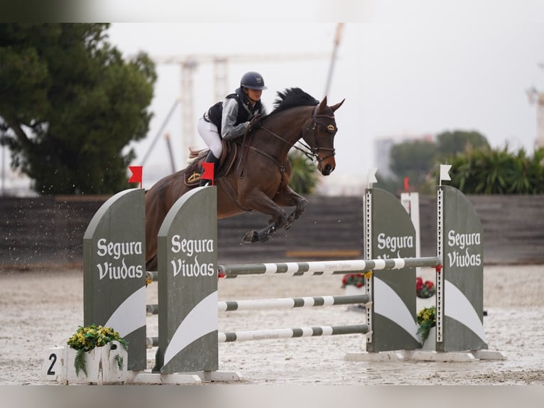 Spaans sportpaard Ruin 10 Jaar 170 cm Donkerbruin in Barcelona