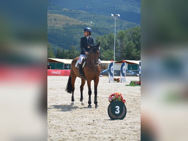 Spaans sportpaard Ruin 10 Jaar 170 cm Donkerbruin in Barcelona