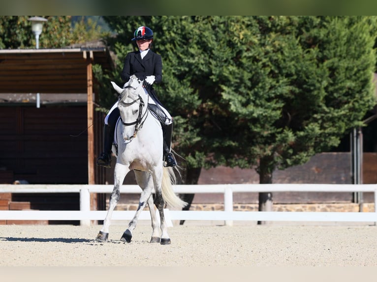 Spaans sportpaard Ruin 10 Jaar 172 cm Vliegenschimmel in Bergamo