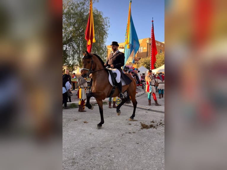 Spaans sportpaard Ruin 11 Jaar 165 cm Donkerbruin in Oggiona Con Santo Stefano