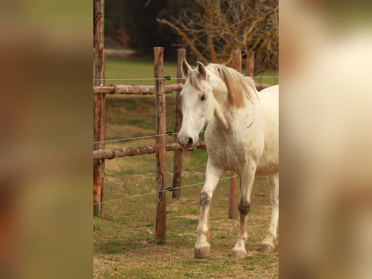 Spaans sportpaard Ruin 11 Jaar 167 cm Schimmel in Canyamars (Dosrius)