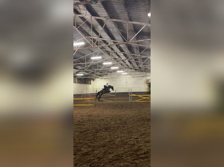 Spaans sportpaard Ruin 12 Jaar 148 cm Bruin in Kortessem