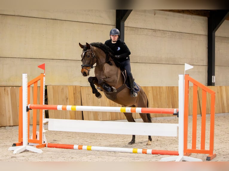 Spaans sportpaard Ruin 12 Jaar 148 cm Bruin in Kortessem