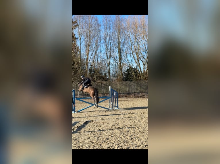 Spaans sportpaard Ruin 12 Jaar 148 cm Bruin in Kortessem