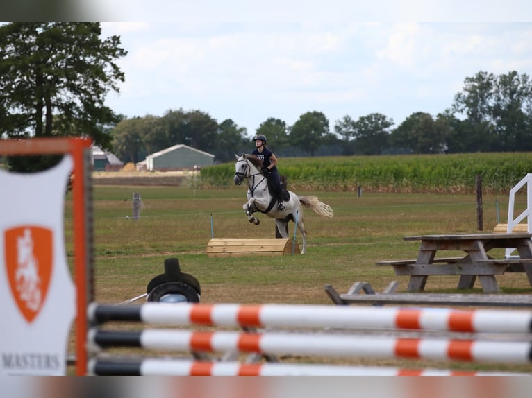 Spaans sportpaard Ruin 12 Jaar 155 cm Wit in Oudega gem smallingerland