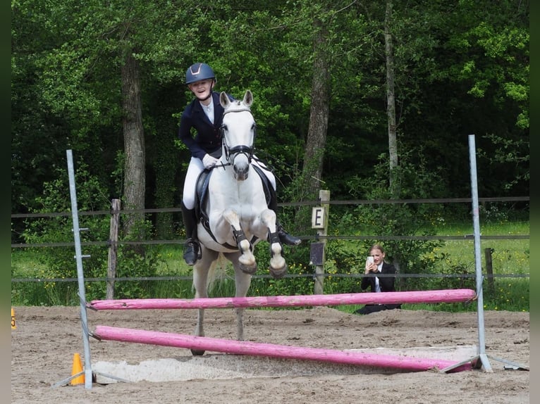 Spaans sportpaard Ruin 12 Jaar 155 cm Wit in Oudega