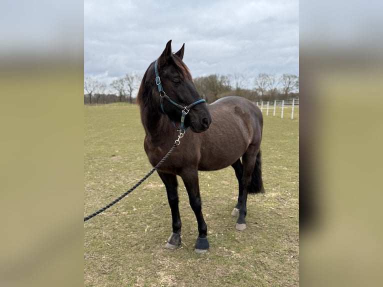 Spaans sportpaard Mix Ruin 12 Jaar 162 cm Bruin in Groß Rönnau