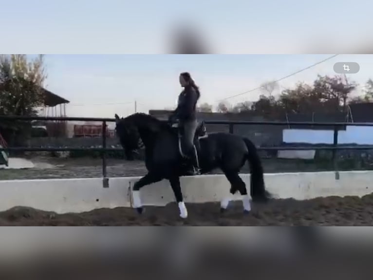 Spaans sportpaard Ruin 12 Jaar 172 cm Zwart in Las Rozas De Madrid