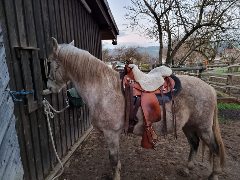 Spaans sportpaard Mix Ruin 13 Jaar 153 cm Vliegenschimmel in Stadecken-Elsheim
