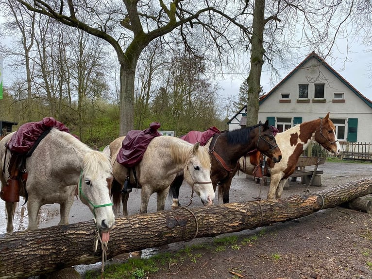 Spaans sportpaard Mix Ruin 13 Jaar 153 cm Vliegenschimmel in Stadecken-Elsheim
