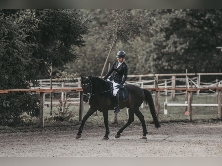 Spaans sportpaard Mix Ruin 13 Jaar 157 cm Zwart in Klagenfurt am Wörthersee