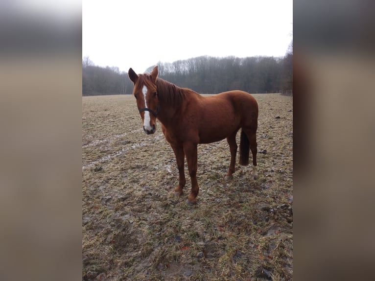 Spaans sportpaard Ruin 13 Jaar 160 cm Vos in Bad Essen