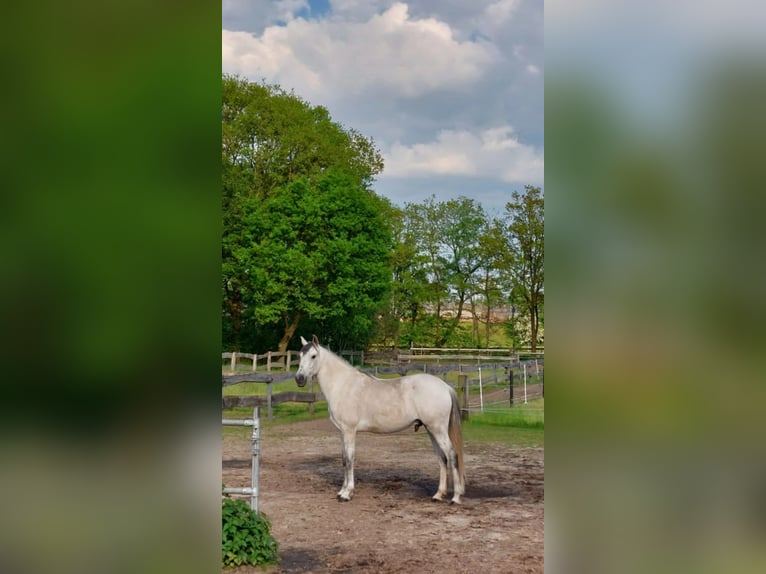 Spaans sportpaard Mix Ruin 13 Jaar 165 cm Schimmel in Samern