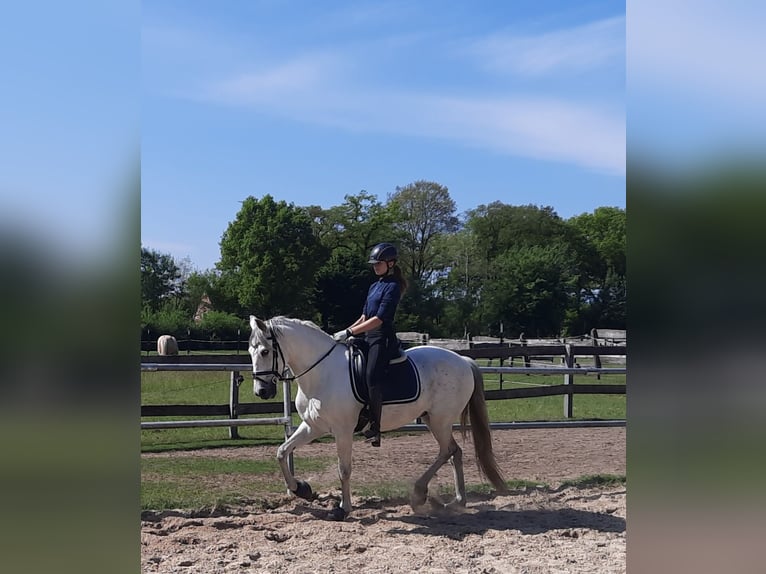 Spaans sportpaard Mix Ruin 13 Jaar 165 cm Schimmel in Samern