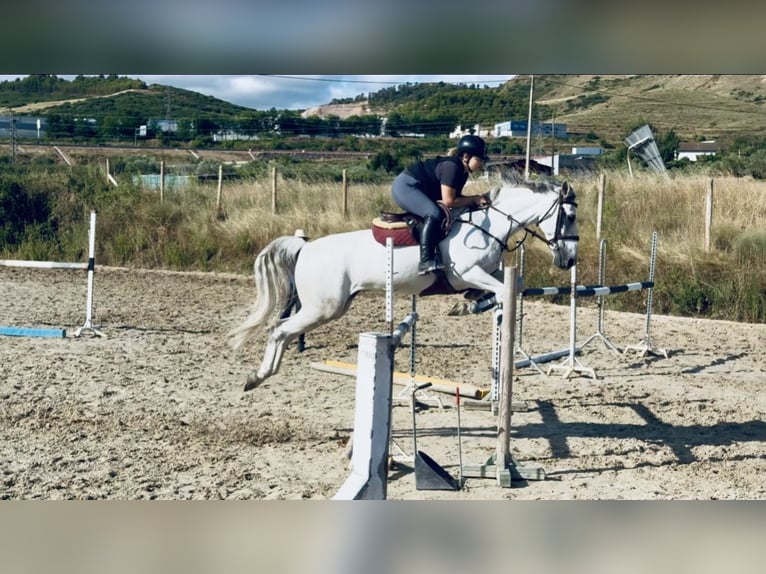 Spaans sportpaard Mix Ruin 13 Jaar Schimmel in Lardero