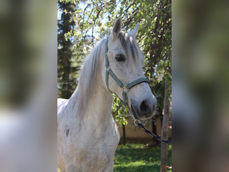 Spaans sportpaard Ruin 14 Jaar 155 cm Schimmel in Götzendorf an der Leitha