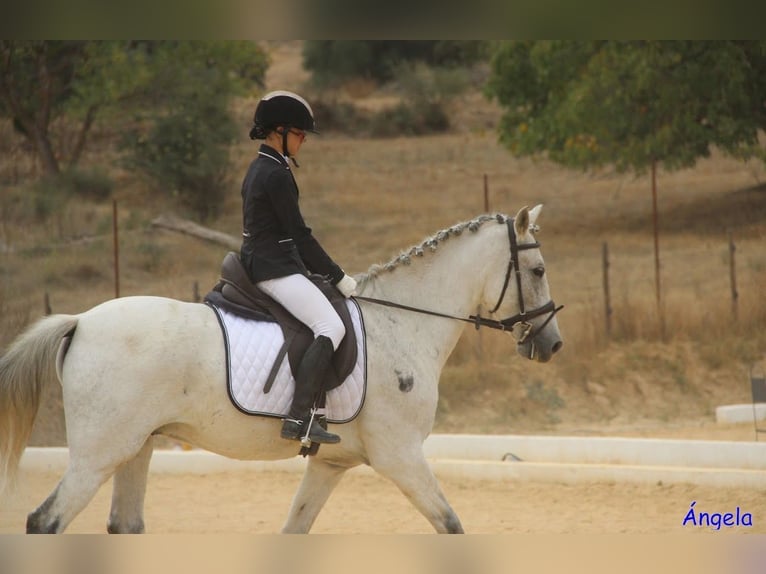 Spaans sportpaard Mix Ruin 14 Jaar 163 cm Schimmel in Ronda
