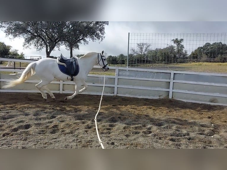 Spaans sportpaard Mix Ruin 14 Jaar 165 cm Schimmel in Jara Beltran
