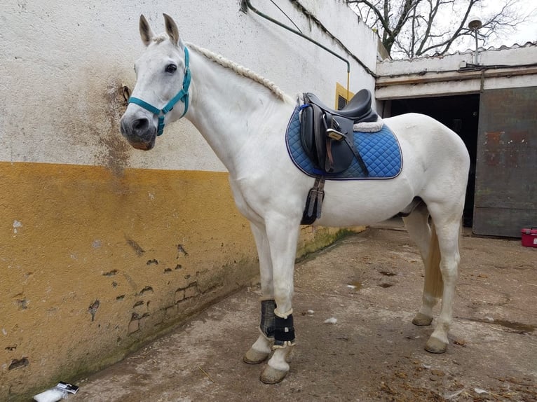 Spaans sportpaard Mix Ruin 14 Jaar 165 cm Schimmel in Jara Beltran