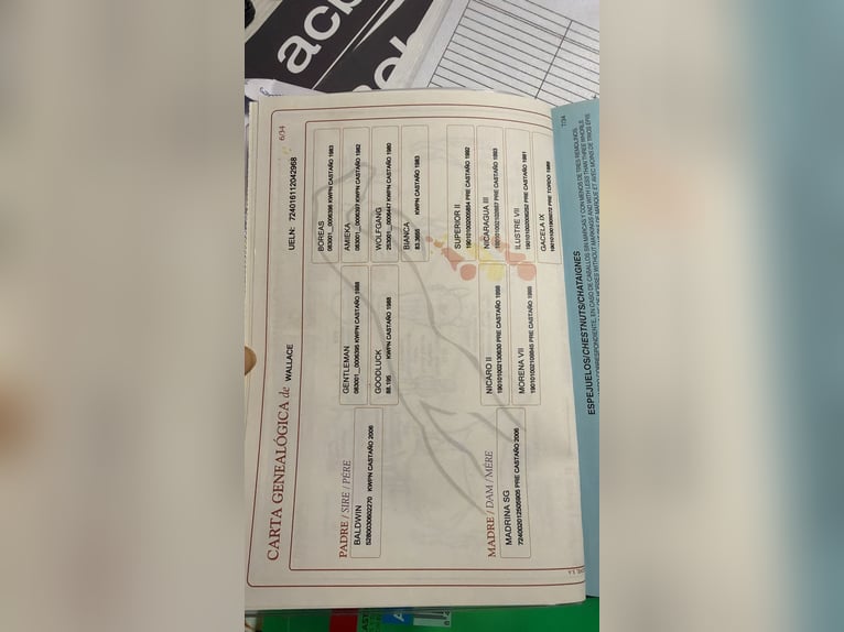 Spaans sportpaard Ruin 14 Jaar 172 cm Donkerbruin in Logroño