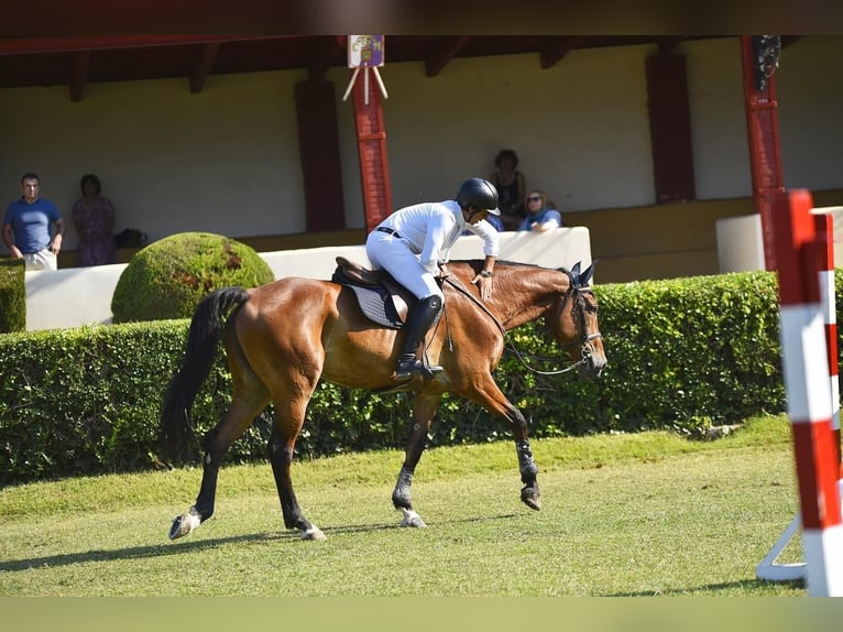 Spaans sportpaard Ruin 14 Jaar 175 cm Bruin in Madrid
